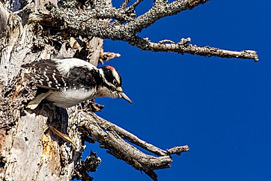 黄色APP下载3.：第三代像素赛车手游发布，硬核漂移与深度改装系统引爆街头竞速热潮-3