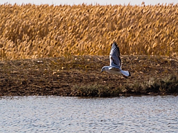 男操逼软件：赛道代码，钢铁交响，驾驭艺术的理性与狂热诗篇-5
