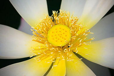 火影忍者成人游戏：疾风竞速今日上线，动漫赛道融合忍术对决，资深车手必看攻略-3