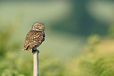 亚洲狼人干：夜幕狂飙，暗影车手与推理竞速的都市迷局-3