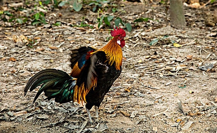 蝌蚪网一个释放蝌蚪的网站：极速进化之旅，从弱小蝌蚪到顶级赛车的蜕变竞速-5