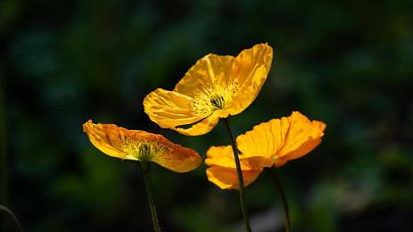 老婆第一次尝试3p：极限竞速地平线5全新推出三人同屏分屏竞速模式，家庭聚会共享驾驶乐趣