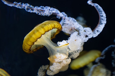 多毛的亚洲人毛茸茸：越野新作革新物理引擎，动态微地形颠覆竞速体验-2