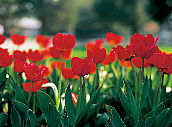 蝌蚪窝一个：从零起步，打造你的地平线传奇车库-3