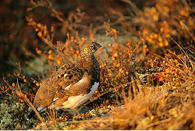 男生和女生在一起差差差的视频软件：《极速搭档》今日上线，性别差异驾驶系统引爆双人竞速新潮流-4