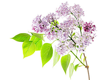 中文字幕成人av电影：《赛道解码》今日上线，体验驾驶与密码破译的双重极速挑战-2