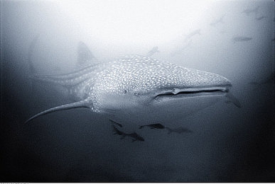 爱情岛成人：极速心跳，热带赛道上的浪漫交锋-3