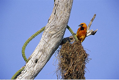 星空果冻传媒：霓虹飞驰墨西哥，玩家自制赛道点亮地平线夜空-3
