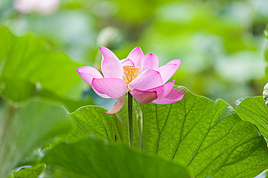 十八款禁用app：《极速禁域》评测：危险科技颠覆竞速法则，智慧克制方能称霸街头