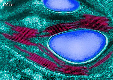 机对机机手机免费版最新版本更新内：极速狂飙新版上线，免费畅享全新赛车与对战模式-3