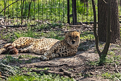 香蕉插进水蜜桃：竞速新游登场，搞怪道具与动态赛道的狂欢盛宴-3