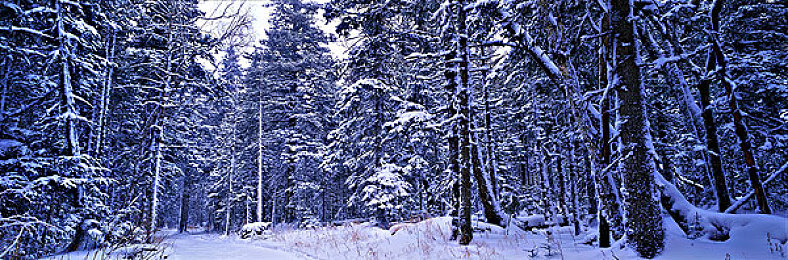 男人和雌性宠物交SSSCHD:极速伴侣革新竞速体验,人车协同共铸赛道传奇-5