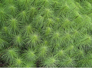 国产av一级：极速先锋，中国制造驰骋世界赛道传奇-3