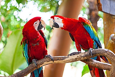 红豆2.0外桂：极限调校，当虚拟机械与物理法则共舞的诗篇-2