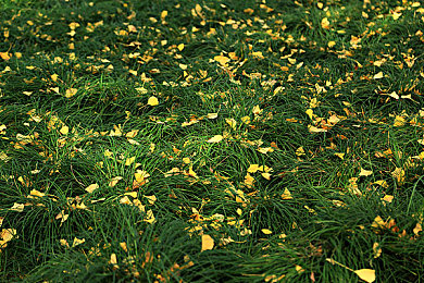 国产成AV：极速华夏，青花瓷轮胎下的东方竞速史诗