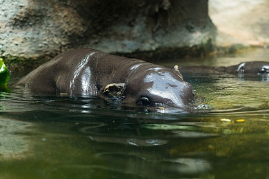 黄色软件下载大全oppo：OPPO平台竞速游戏盛宴开启，极致体验攻略全解析-3