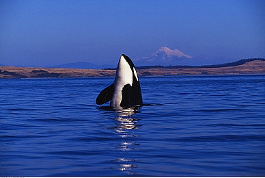 嫩叶草隐藏路线：探索未知秘境，在极限山径中体验越野竞速的终极冒险之旅-4