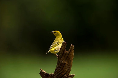 日韩一卡二卡三卡：融合策略与速度，打造你的冠军车队-4