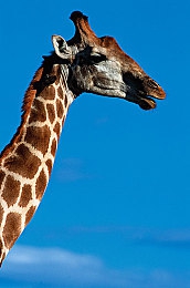 男女搞机软件：极限改装街头争锋，打造你的专属赛车传奇-3