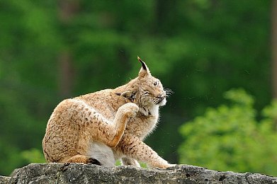 又酸又爽打扑克：极限竞速融合卡牌策略，体验速度与智谋的双重狂飙-4