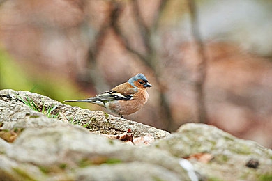 日本操逼软件：东京街头漂移革命，硬核模拟驾驶的极致挑战与山道征服之旅-3