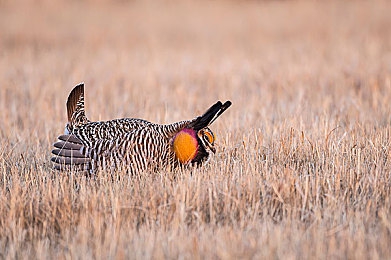 黑料不打祥：极致调校的艺术，在虚拟赛道找到属于你的完美平衡-3