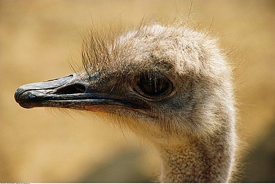 男生捅女生app:极速穿刺,像素赛道上的精准矛尖竞逐-1