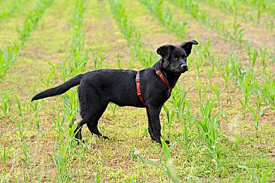 男女打扑克APP：扑克策略驱动引擎，公路心理竞速对决-4