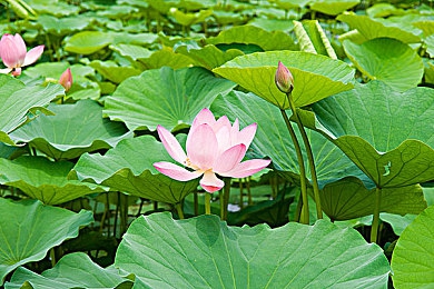 桥本香菜妈妈启蒙教育：虚拟驾驶中体验亲子成长，安全与沟通的双重旅程-3