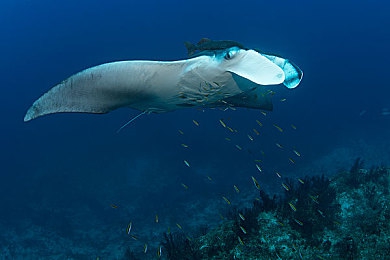 我和朋友3p婬荡娇妻:《极速伴侣:三重挑战》今日上线,团队竞速开启三人协作新纪元-5
