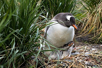 原创国产av：风驰东方，王牌竞速的自主研发之路