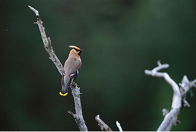东京热app下载看片免费：霓虹夜幕下的疾驰，都市脉搏中的竞速幻想曲-3