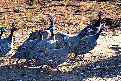 开发老婆3成功案例：虚拟伴侣与赛车改装，开启你的开放世界情感驾驶之旅-2