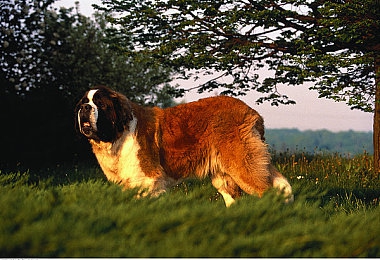 好·色·先·生·T·V：极速涂鸦街头大师，用色彩与设计定义你的竞速艺术-4