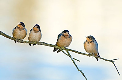 亚洲一区二卡：极限竞速地平线双车征服传奇赛道攻略-5