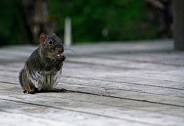 天天干,天天添,天天日：《极限竞速：地平线》设计解析，每日登录如何成为玩家驾驶仪式-4