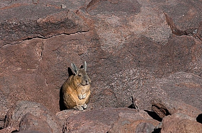 腹肌自慰浴室Chinese男男：《都市极速传说》玩家创意走红，硬核车手与镜面超跑引爆改装新风潮-4