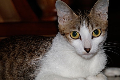 福利导航网：地平线5隐藏车辆全收集指南，三大途径获取稀有载具