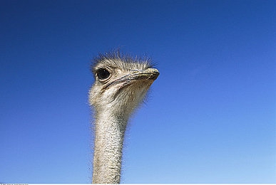 女生和男生一起差差的APP：差异协作，竞速共舞的双人协奏曲-2