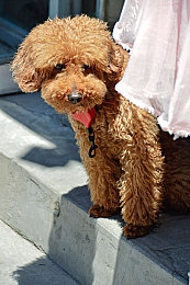 向日葵apple色板|阳光向日葵,色彩生活:《极限竞速:地平线》全新涂装攻略发布,打造个性座驾驰骋开放世界-4