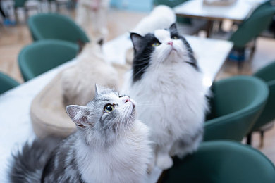 色九：霓虹赛道上的速度美学，色彩能量重塑竞速新维度-5