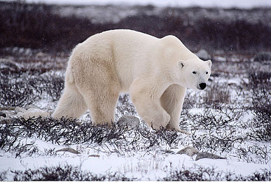 外版xdevios破解:硬核赛车模拟新作发布,深度改装系统引爆技术玩家社群-3