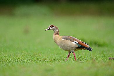 老师给我足交：驾校模拟新作上线，硬核操控挑战真实路考-2