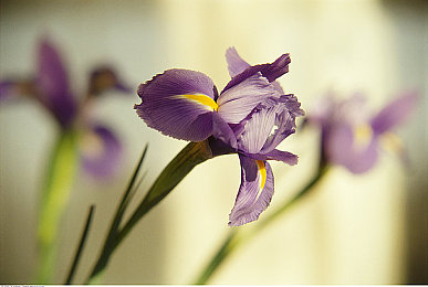 黄色免费视频网站：地平线5新赛季开启，墨西哥沙尘暴中挑战极限竞速-2