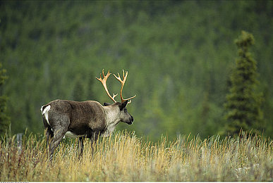 撕开内内直入:墨西哥狂飙,地平线5的极致竞速与文化之旅-3