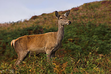 男人和女人差差差软件：《极速狂飙：地平线》数据揭秘，不同性别玩家驾驶策略呈现显著差异-3