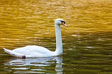 一区二区三区欧：驾驭地平线，竞速的艺术与幸运之旅