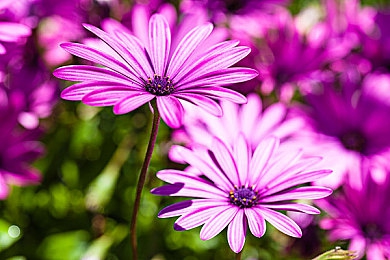 黄色软件免费下载每天3.0.3次:每日免费改装三次,让你的赛车性能持续进化-3