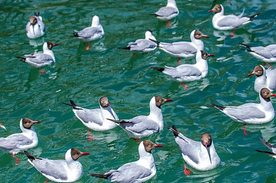 农村妇女树林日B：《林野求生记》今日上线，沉浸式乡村生存冒险揭开自然与传承的秘密-4