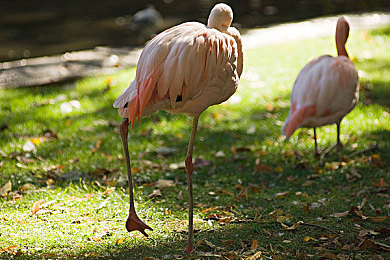 欧美激情五月天：驰骋墨西哥，在极限竞速地平线5中体验速度与风情之旅-3